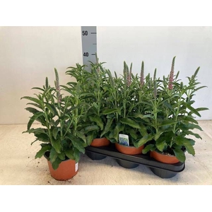 VERO SPICATA