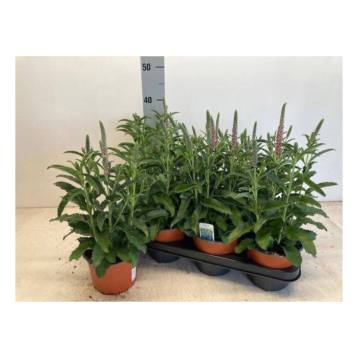 <h4>VERO SPICATA</h4>