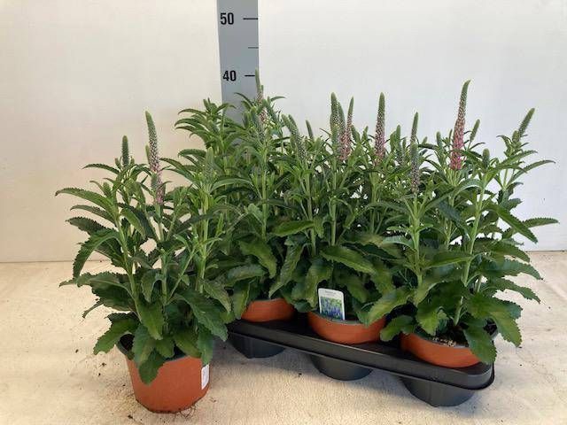 VERO SPICATA