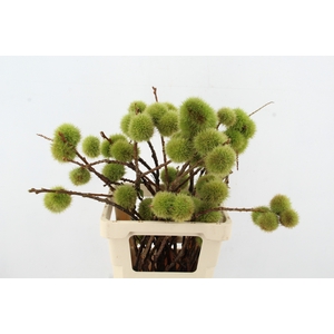 CASTANEA SATIVA