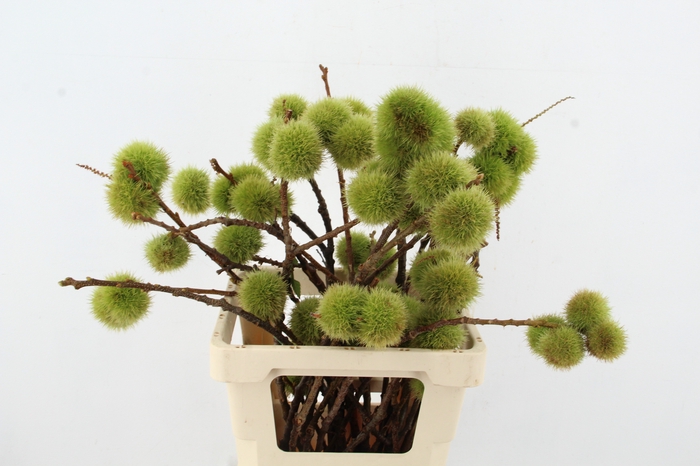 <h4>CASTANEA SATIVA</h4>