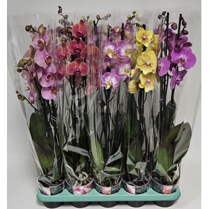 Phalaenopsis gemengd