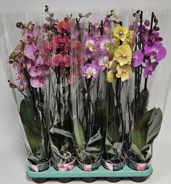 <h4>Phalaenopsis gemengd</h4>