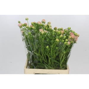 Ranunculus Butterfly Ariadne