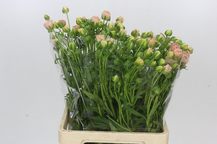 <h4>Ranunculus Butterfly Ariadne</h4>