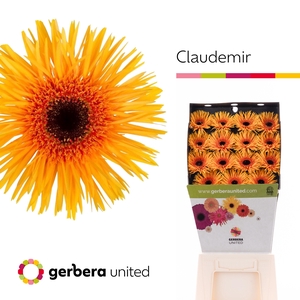 Gerbera Spider Claudemir Diamond