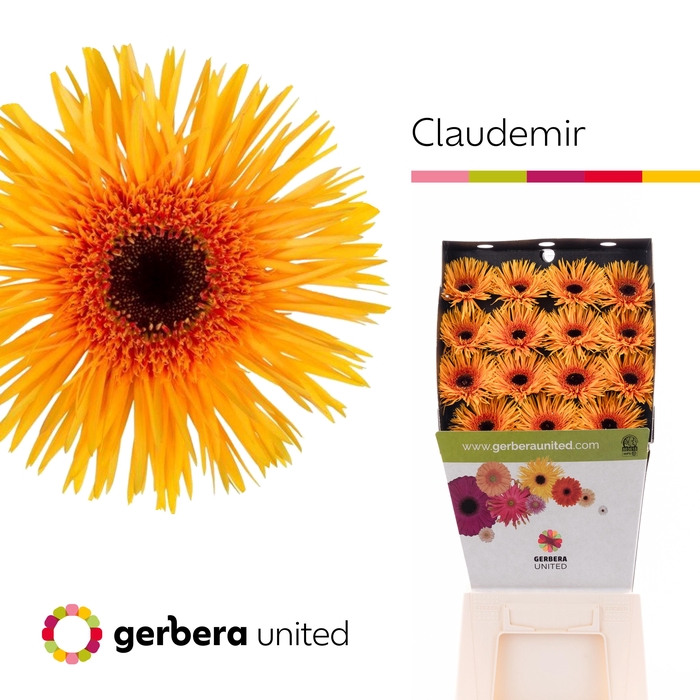 <h4>Gerbera Spider Claudemir Diamond</h4>