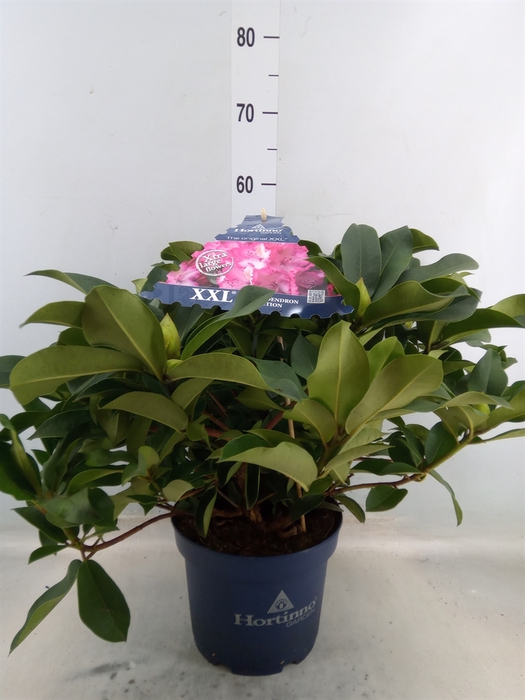 <h4>Rhododendron  'Rhodo XXL'</h4>