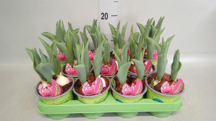 <h4>Tulipa   ...</h4>