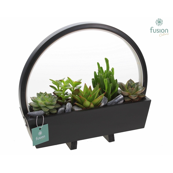 <h4>Lamp LED boog hout met Succulenten mix</h4>