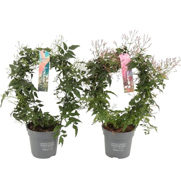 <h4>Jasminum boog 200 knop p12 wit/roze gemengd (Jasmijn)</h4>