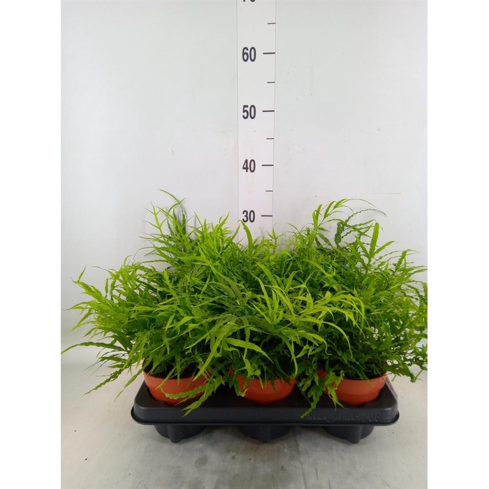 <h4>Pteris cretica 'Roeweri'</h4>