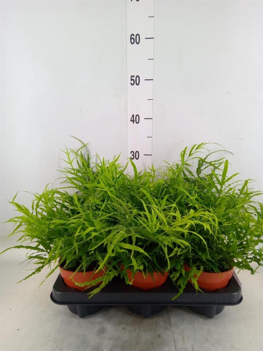 <h4>Pteris cretica 'Roeweri'</h4>