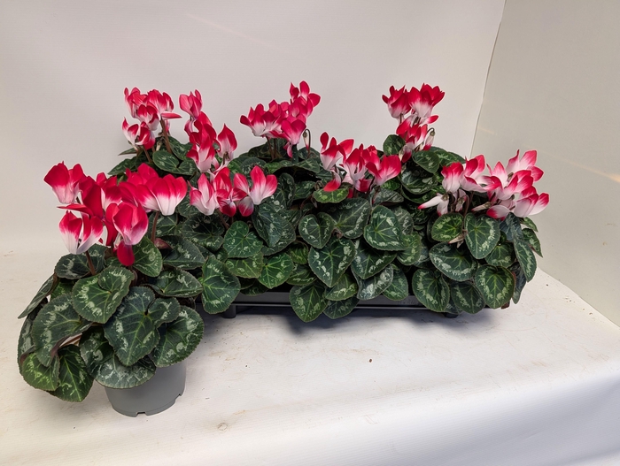 <h4>CYCL MD INDIAKA</h4>