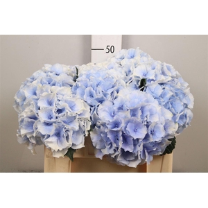 Hydr M Roy Grandeu B