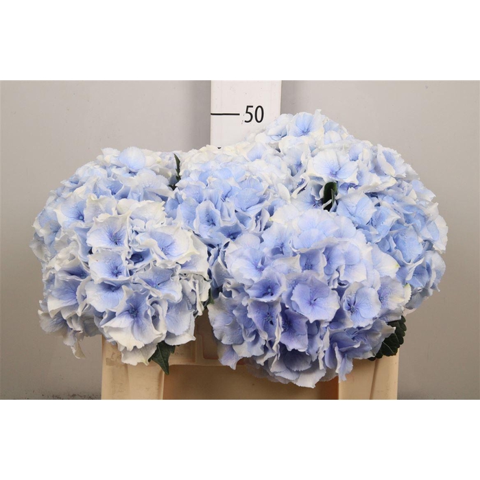 <h4>Hydr M Roy Grandeu B</h4>