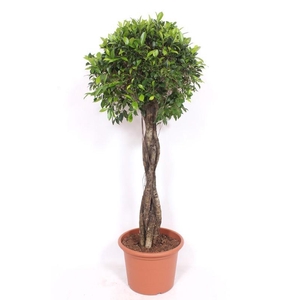 Ficus Nitida