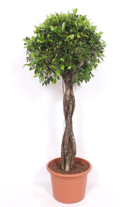 <h4>Ficus Nitida</h4>