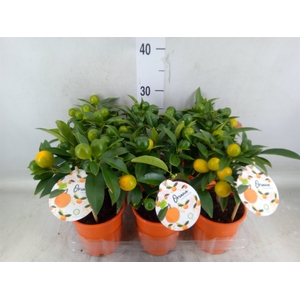 Citrofortunella mic.