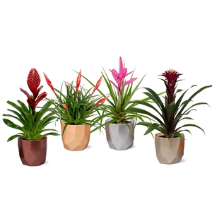 Bromelia Adventure Lukato 12cm