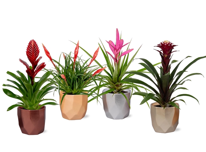 <h4>Bromelia Adventure Lukato 12cm</h4>