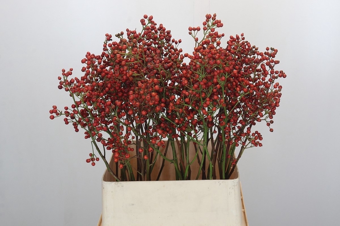 <h4>ROSA OUVERTURE</h4>