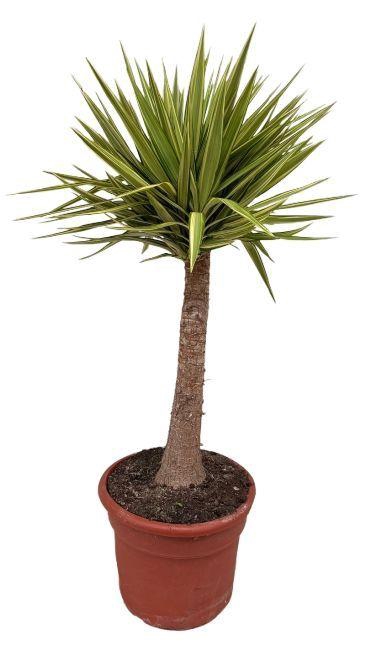 <h4>Yucca jewel P35 op stam</h4>