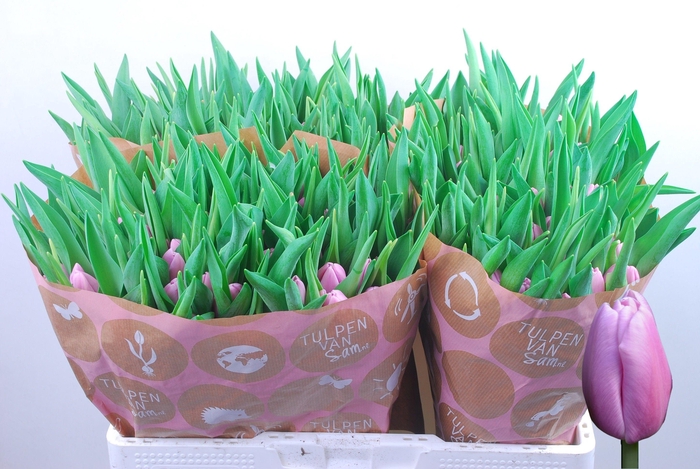 <h4>TU EN ARGOS</h4>