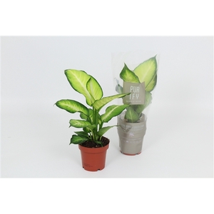 Purify Dieffenbachia Summer Style 12 cm