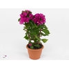 Bougainvillea  'Vera Dp Purple Imp'