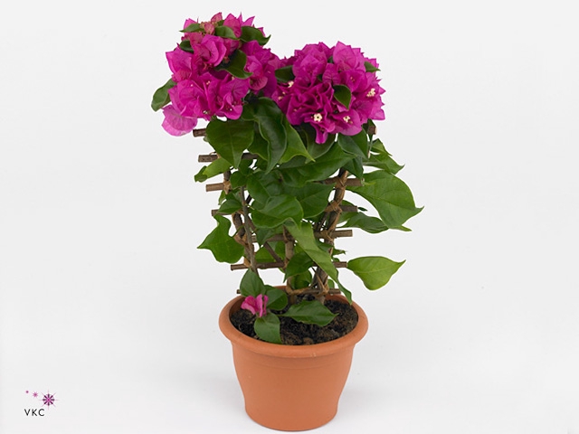 Bougainvillea  'Vera Dp Purple Imp'