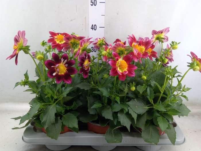 <h4>Dahlia  'Summerbees Red Bicolor'</h4>
