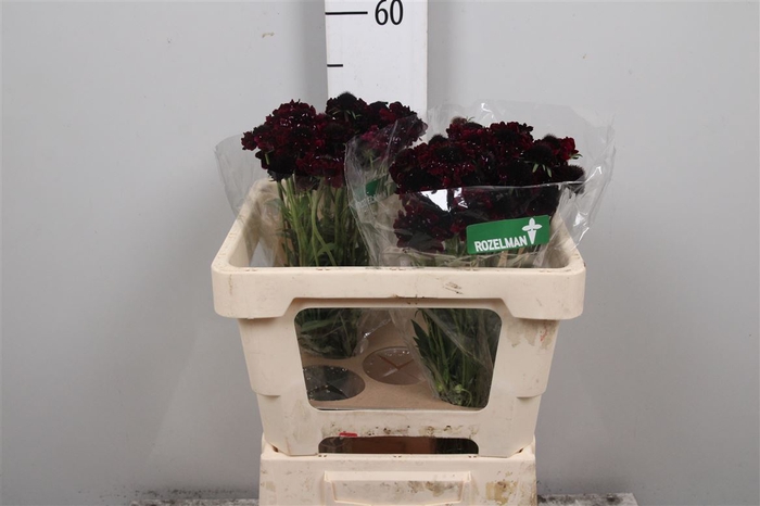<h4>Scab At Blackberry Scoop</h4>