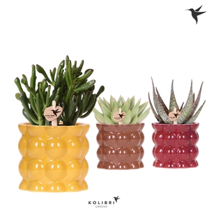 Kolibri Greens Succulenten mix in Cotton pot yellow mix