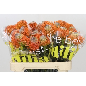 Nutans Ayoba Orange