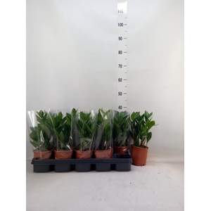 Zamioculcas zamiifolia