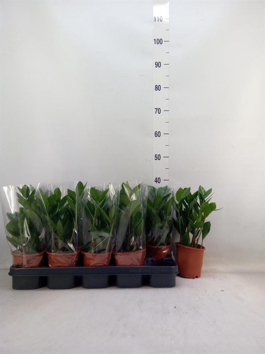 <h4>Zamioculcas zamiifolia</h4>