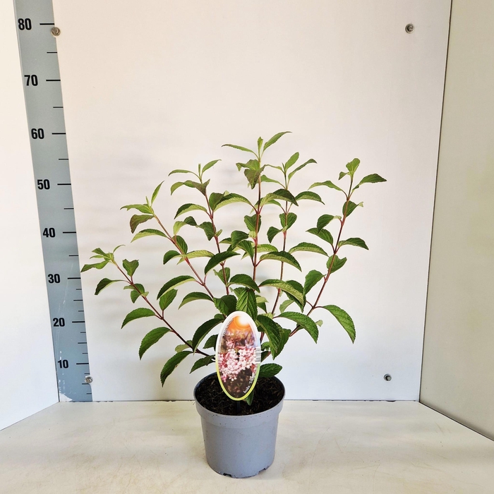 <h4>Viburnum bodnantense 'Dawn'</h4>