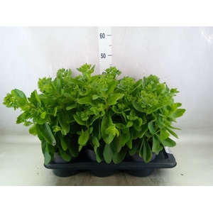 Sedum spectabile