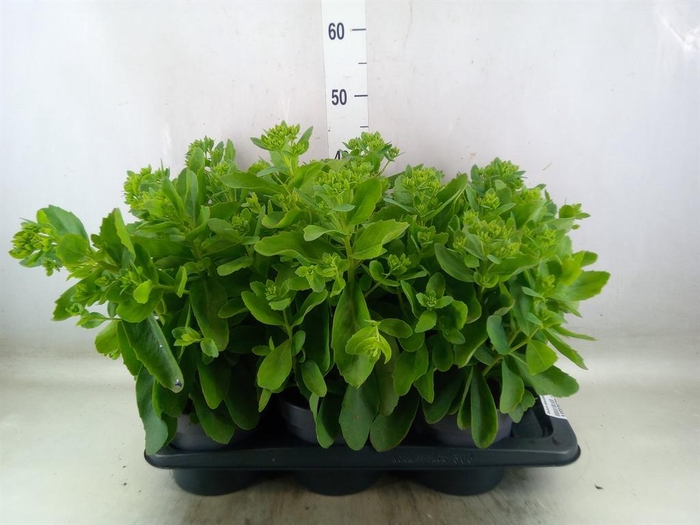 <h4>Sedum spectabile</h4>