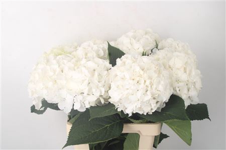 <h4>Hydr M White Verena</h4>