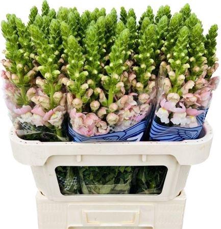 <h4>Antirrhinum Avignon Pink</h4>