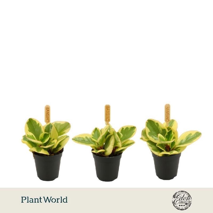 <h4>Peperomia obtusifolia 'Obtipan Bicolor' mini</h4>