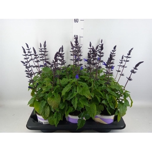 Salvia  'Salgoon Lake Blueberry'
