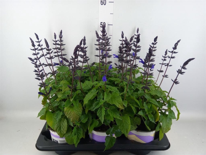 <h4>Salvia  'Salgoon Lake Blueberry'</h4>