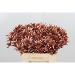 Eryn Orion Kl Bh Koper