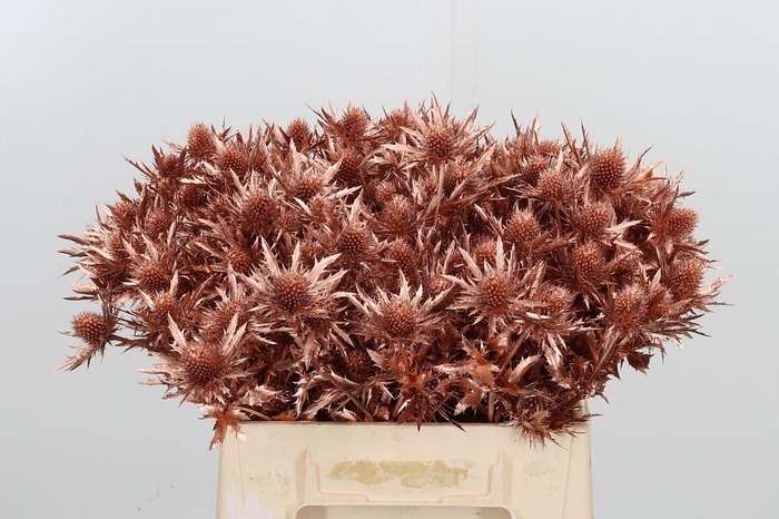 <h4>Eryn Orion Kl Bh Koper</h4>