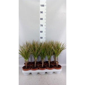 Dracaena marg. 'Bicolor'