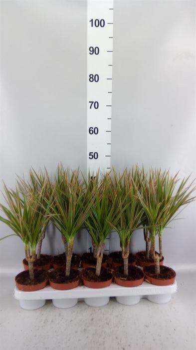 <h4>Dracaena marg. 'Bicolor'</h4>