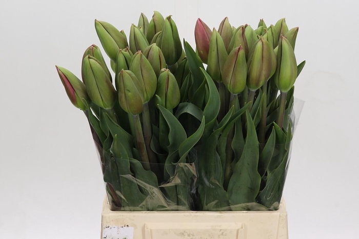 <h4>Tulipa en La Romaine</h4>